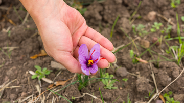 Why Real Saffron Makes All the Difference